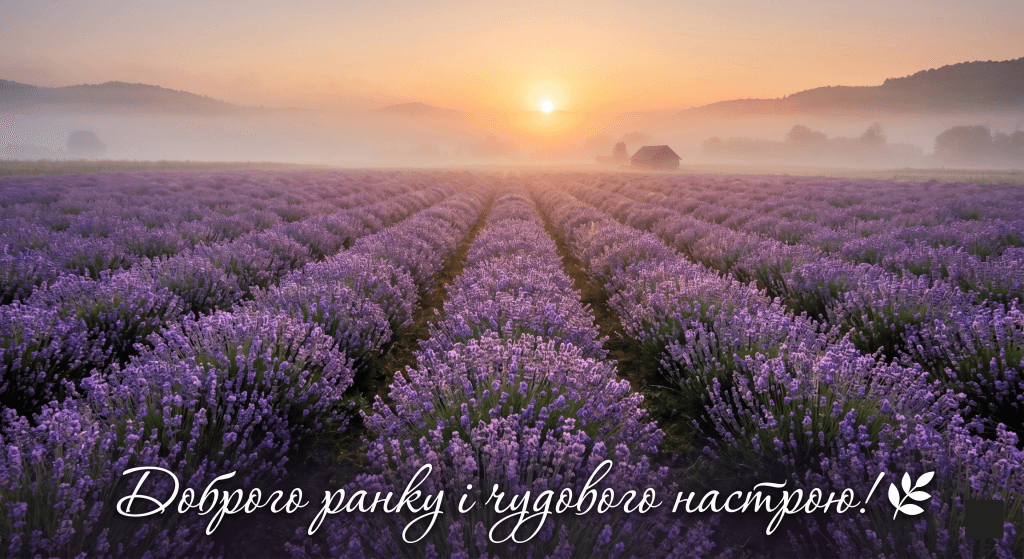 фото доброго ранку з побажаннями скачати — лаванда поле ранковий туман атмосферна картинка